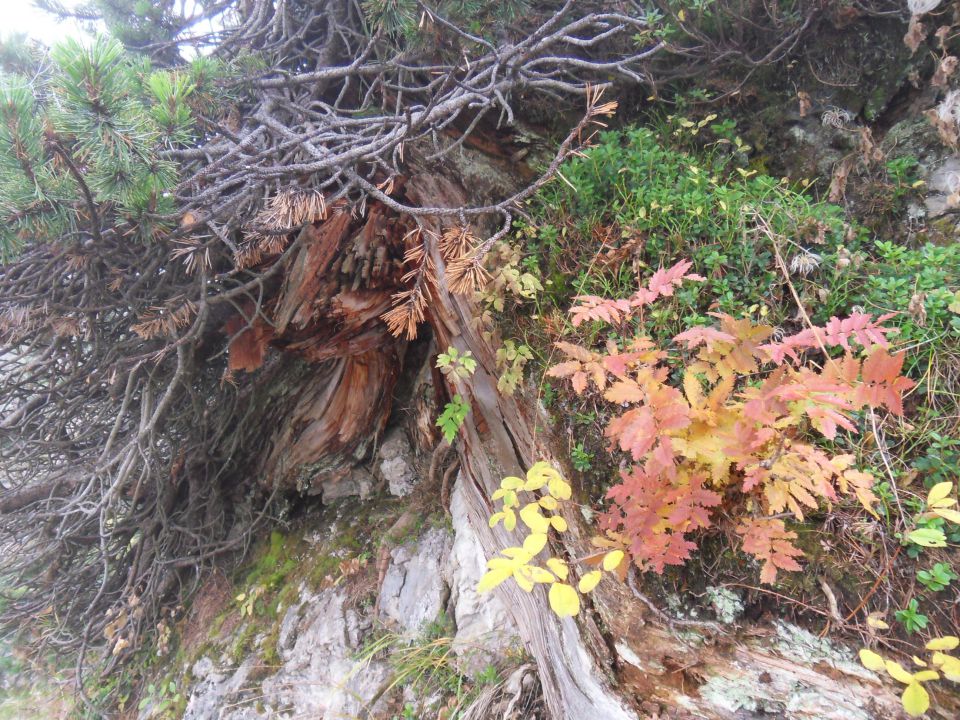 6. 10. 2014 - foto povečava