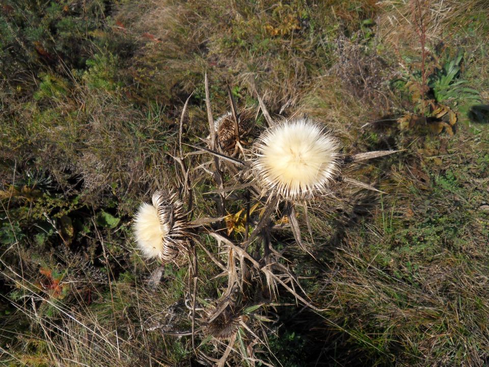 12. 10. 2014 - foto povečava