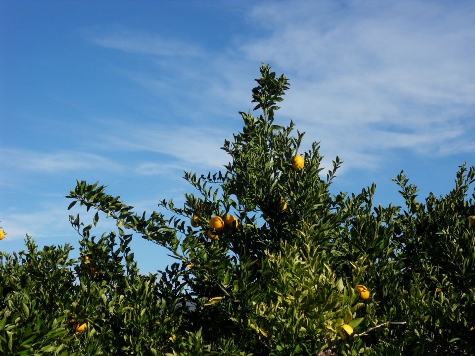 26. 10. 2014 - foto povečava