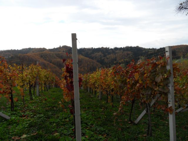 5. 11. 2014 - foto
