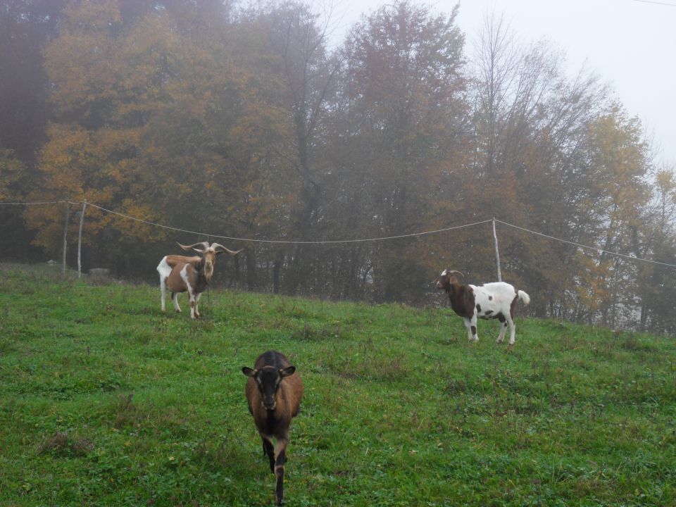 10. 11. 2014 - foto povečava