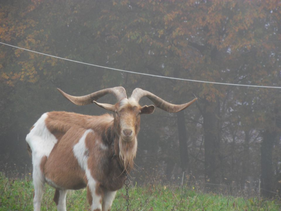 10. 11. 2014 - foto povečava