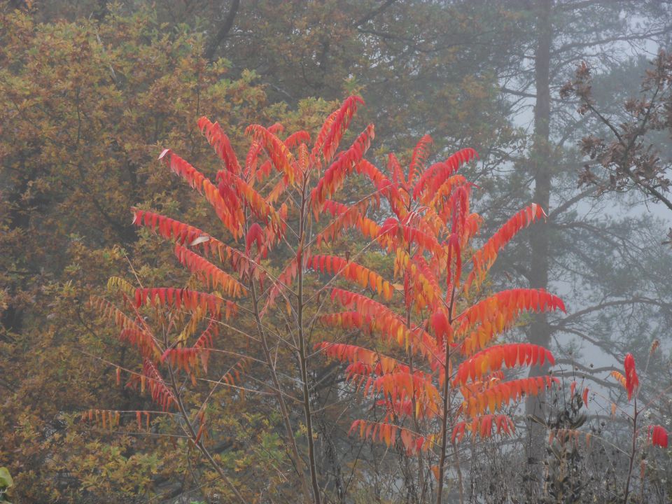 10. 11. 2014 - foto povečava