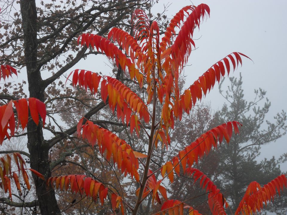 10. 11. 2014 - foto povečava