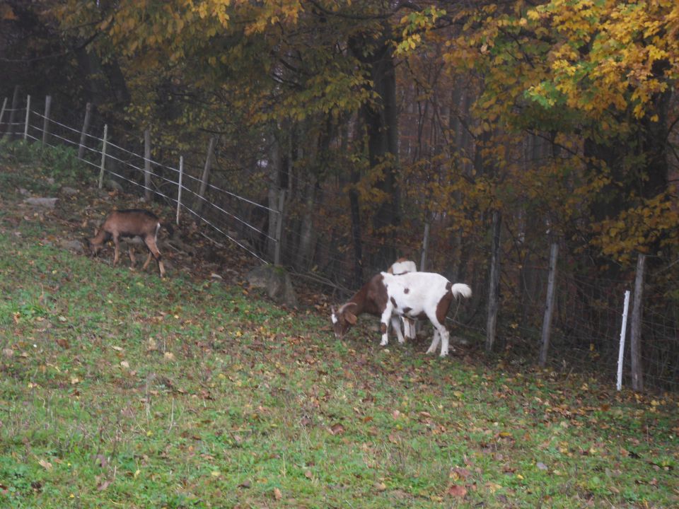 10. 11. 2014 - foto povečava