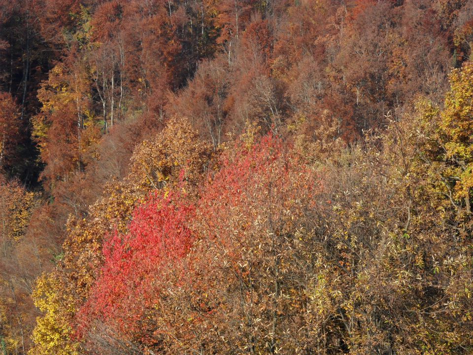 10. 11. 2014 - foto povečava