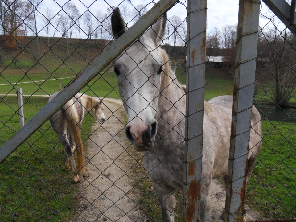 22. 11. 2014 - foto povečava