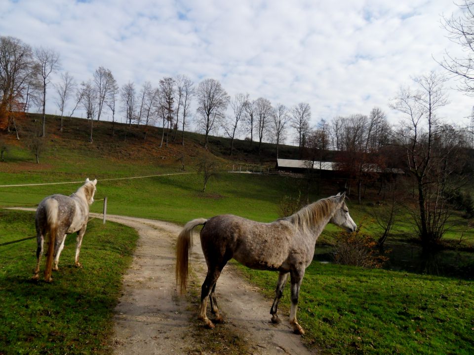 22. 11. 2014 - foto povečava