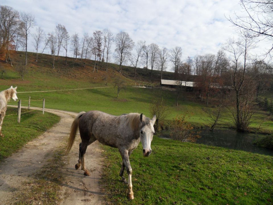 22. 11. 2014 - foto povečava