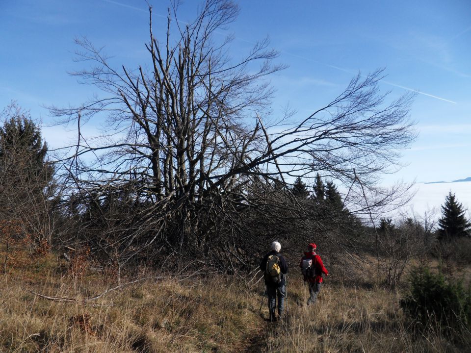 24. 11. 2014 - foto povečava