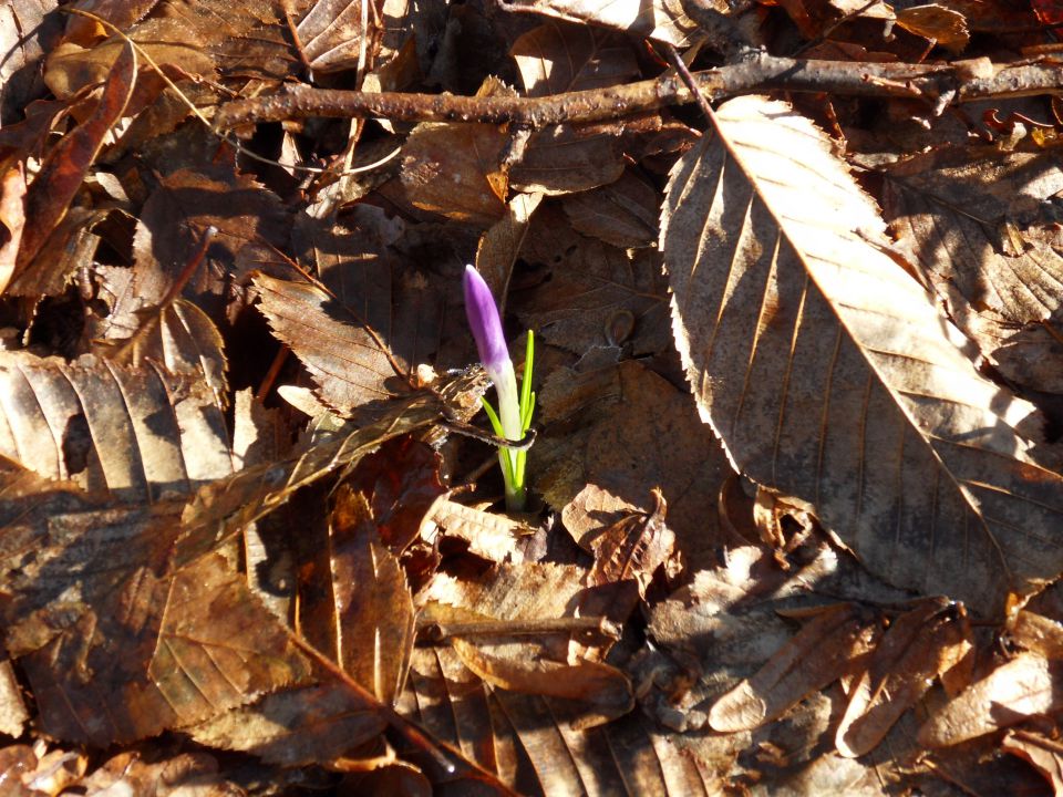 28. 1. 2015 - foto povečava