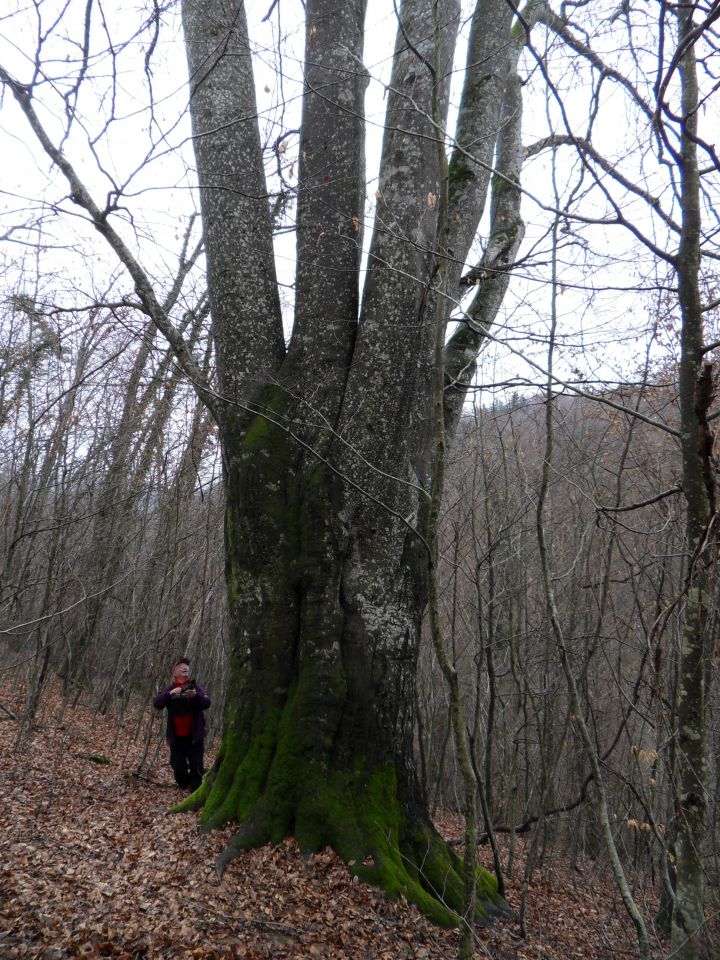 23. 2. 2015 - foto povečava