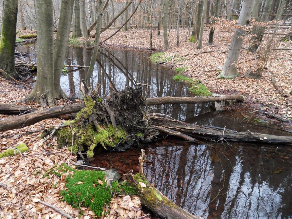 2. 3. 2015 - foto povečava