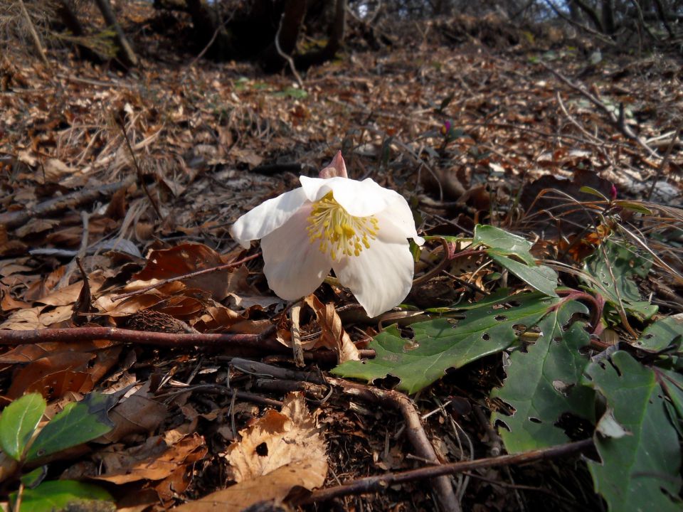 14. 3. 2015 - foto povečava