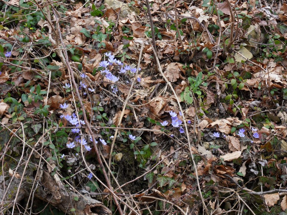 16. 3. 2015 - foto povečava