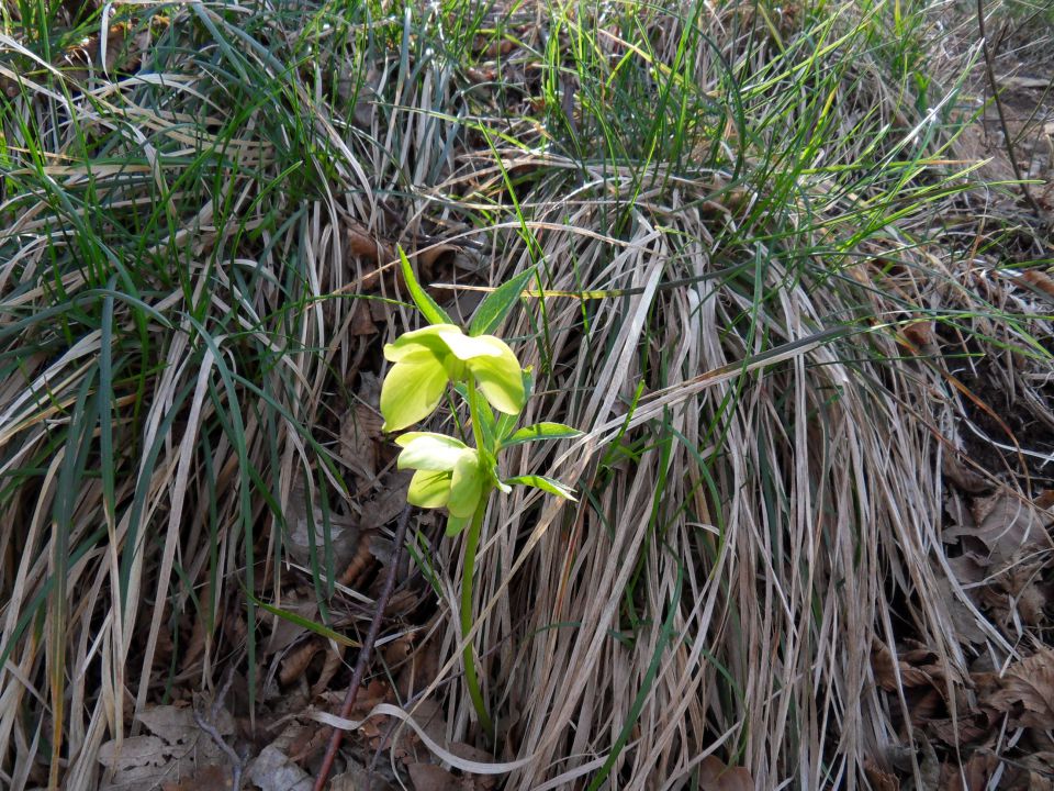 23. 3. 2015 - foto povečava