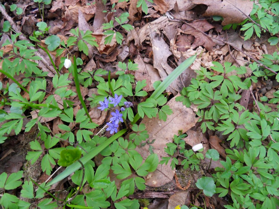 30. 3. 2015 - foto povečava