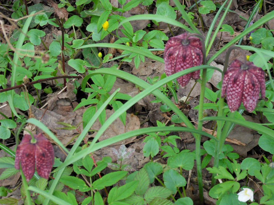 30. 3. 2015 - foto povečava