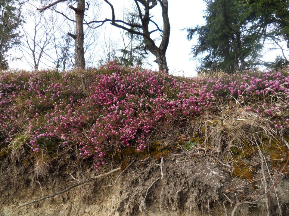 7. 4. 2015 - foto povečava