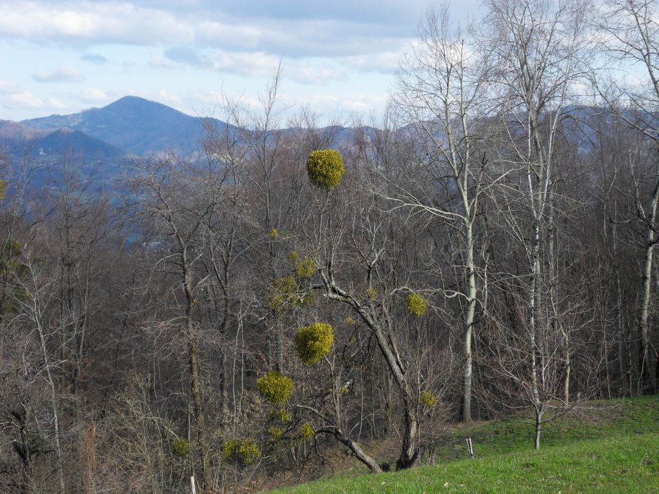 7. 4. 2015 - foto povečava