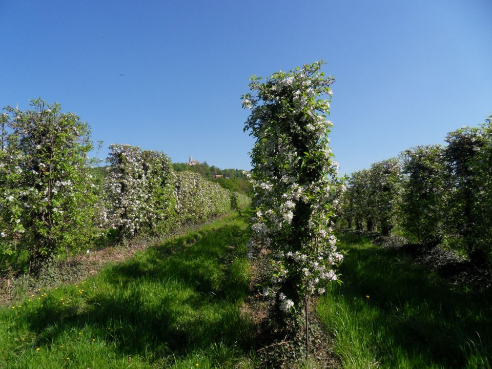 26. 4. 2015 - foto povečava