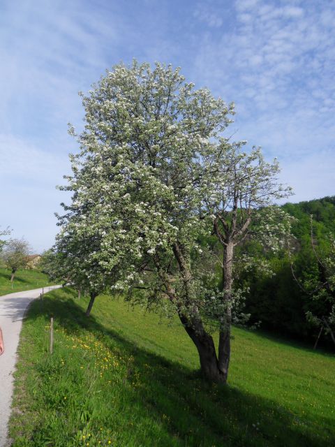 4. 5. 2015 - foto