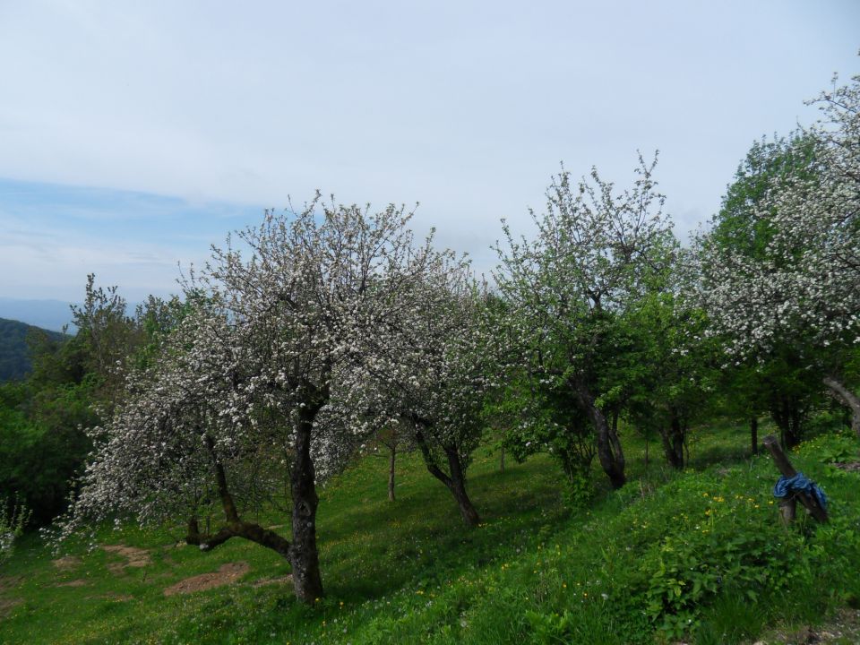 4. 5. 2015 - foto povečava