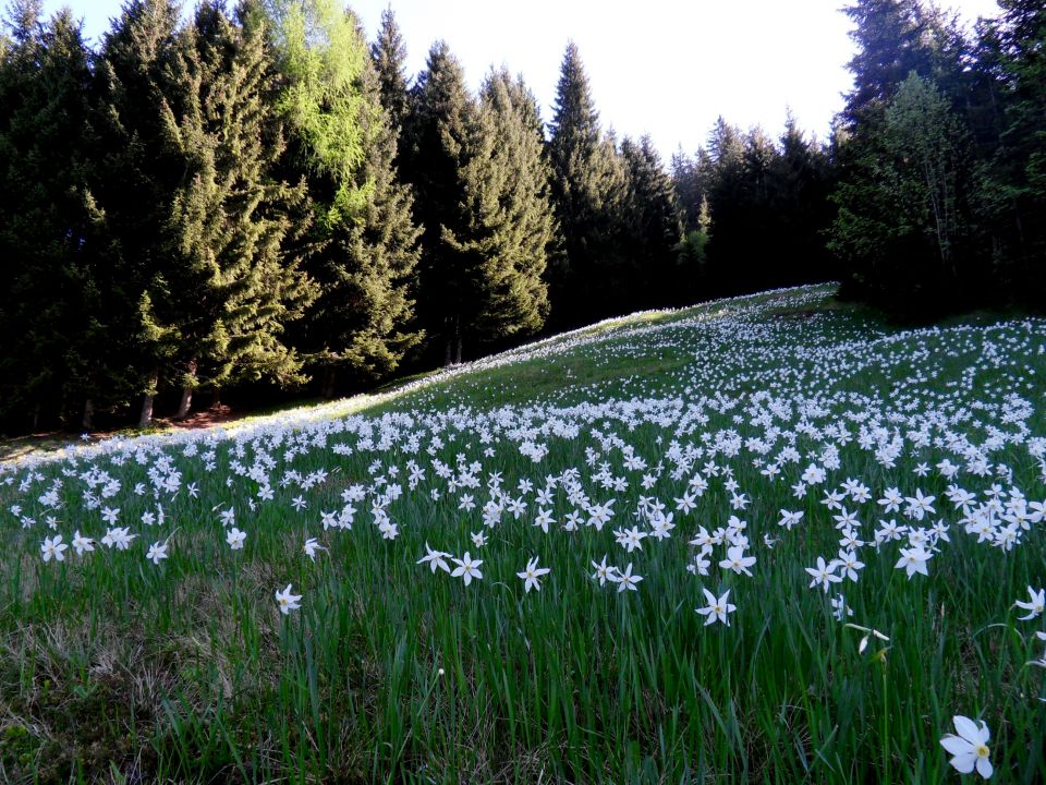 11. 5. 2015 - foto povečava