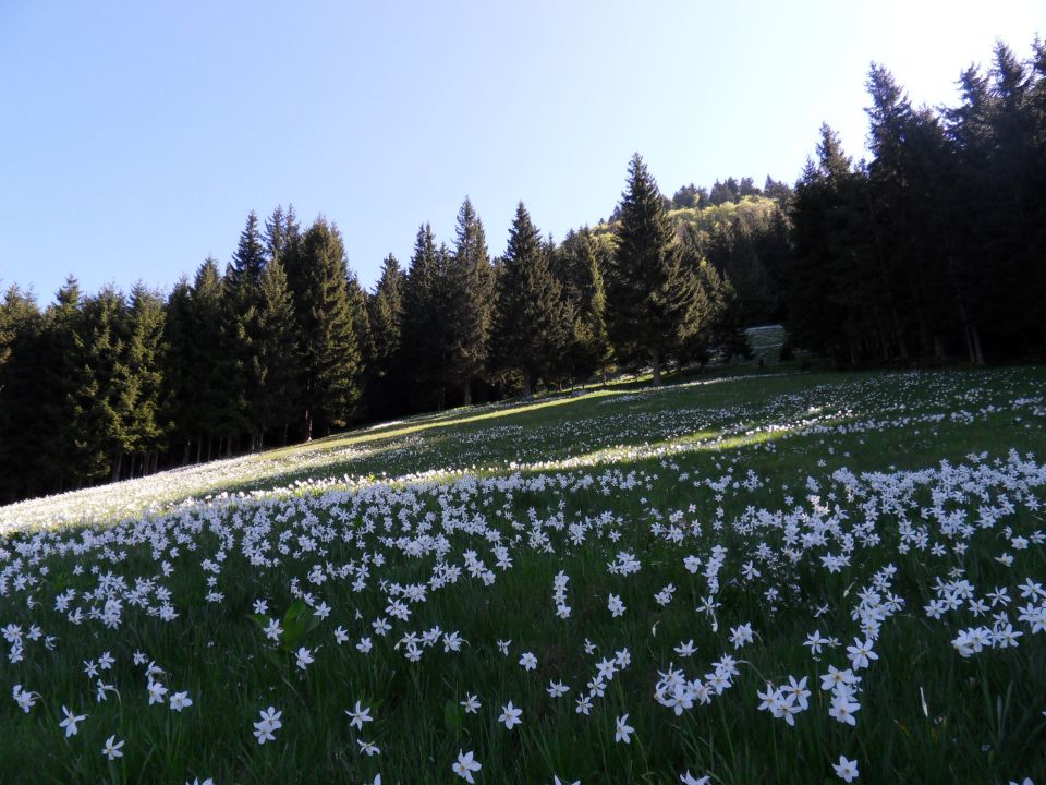 11. 5. 2015 - foto povečava