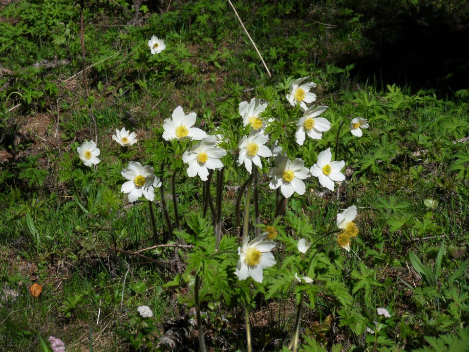 27. 5. 2015 - foto povečava