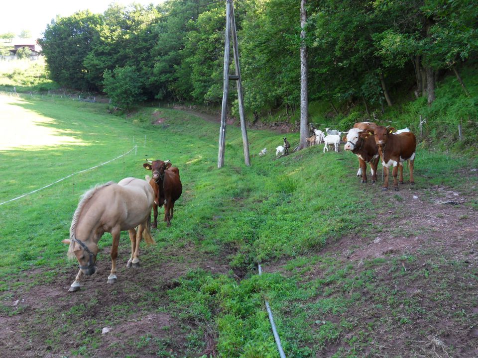 22. 6. 2015 - foto povečava