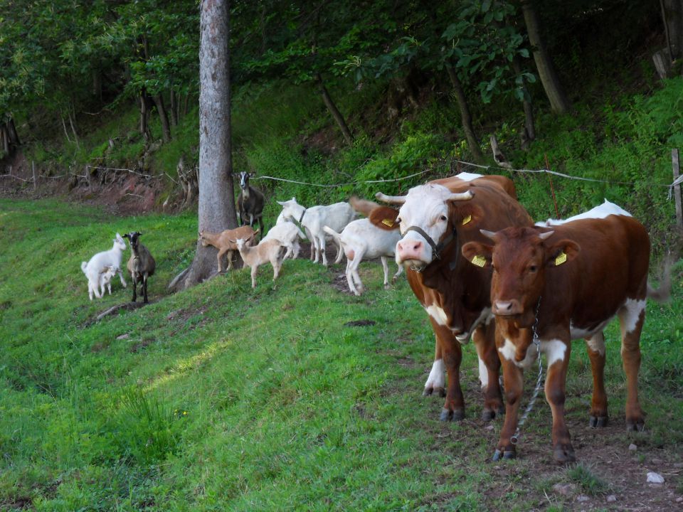 22. 6. 2015 - foto povečava