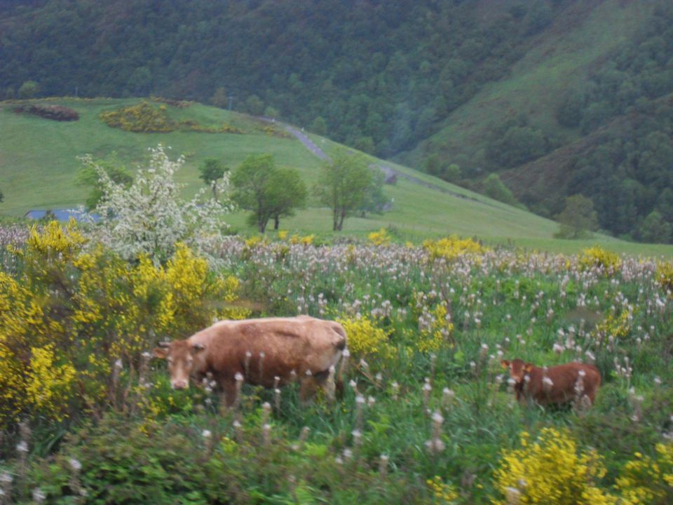 29. 5. 2015 - foto povečava