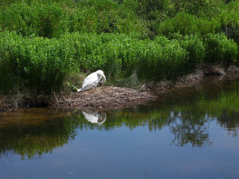 6. 6. 2015 - foto povečava