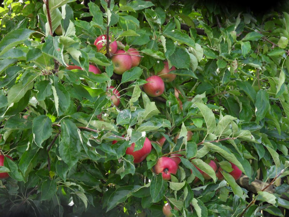 7. 9. 2015 - foto povečava