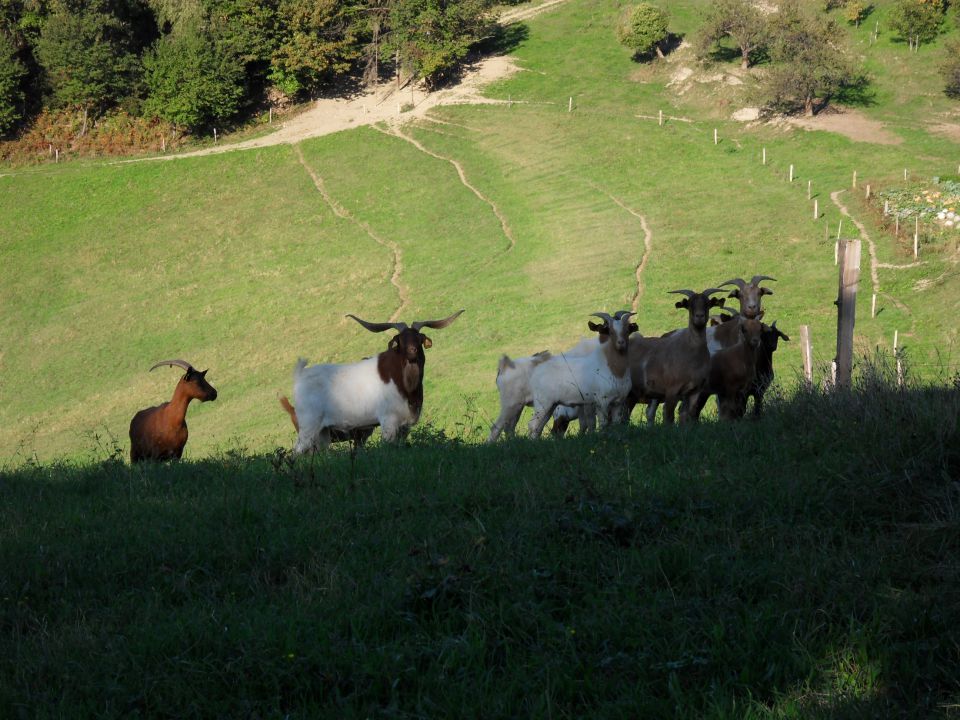 21. 9. 2015 - foto povečava