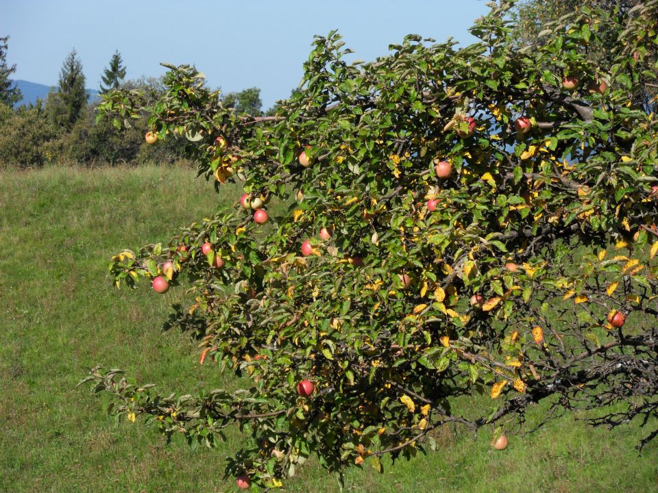 21. 9. 2015 - foto povečava