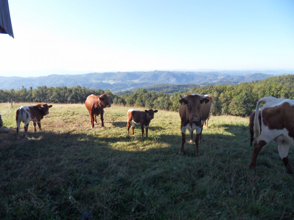 21. 9. 2015 - foto povečava