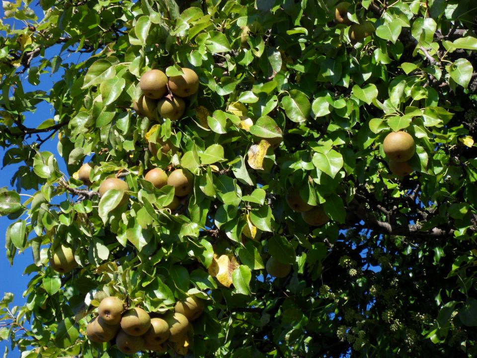 21. 9. 2015 - foto povečava