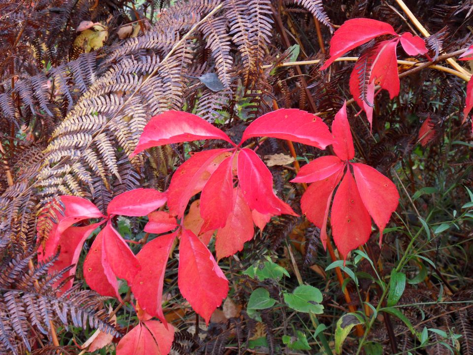 12. 10. 2015 - foto povečava