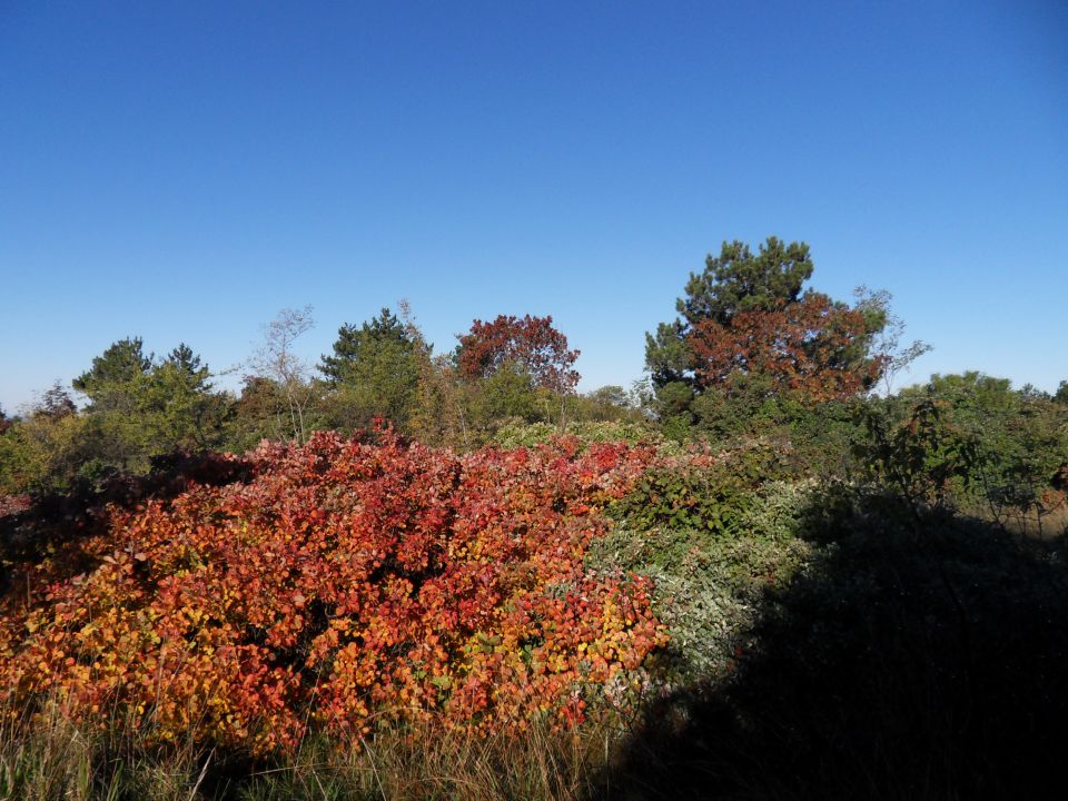 20. 10. 2015 - foto povečava