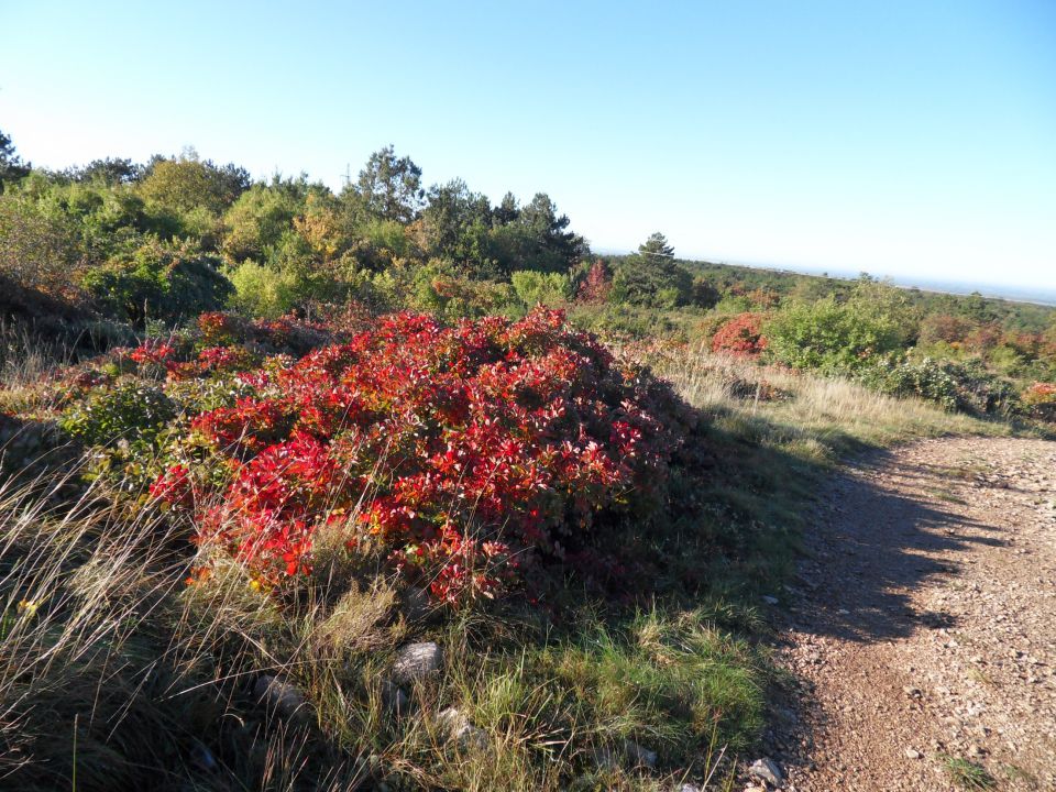 20. 10. 2015 - foto povečava