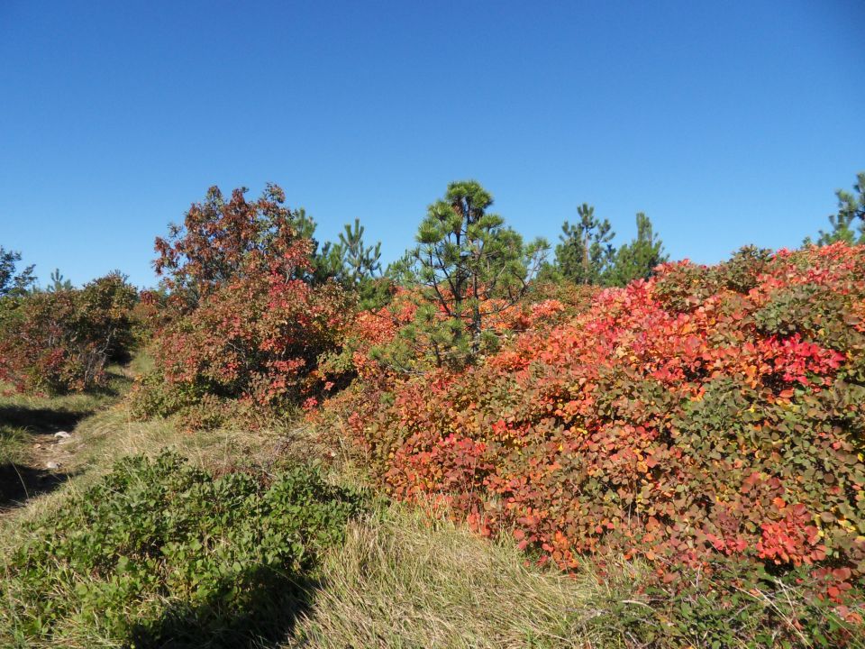 20. 10. 2015 - foto povečava