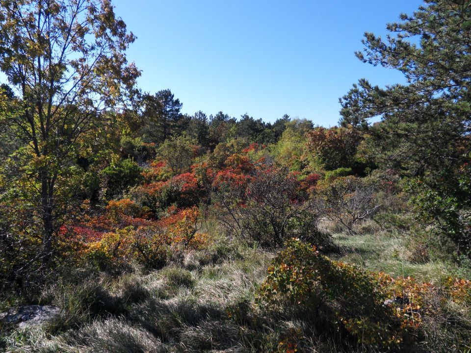 20. 10. 2015 - foto povečava