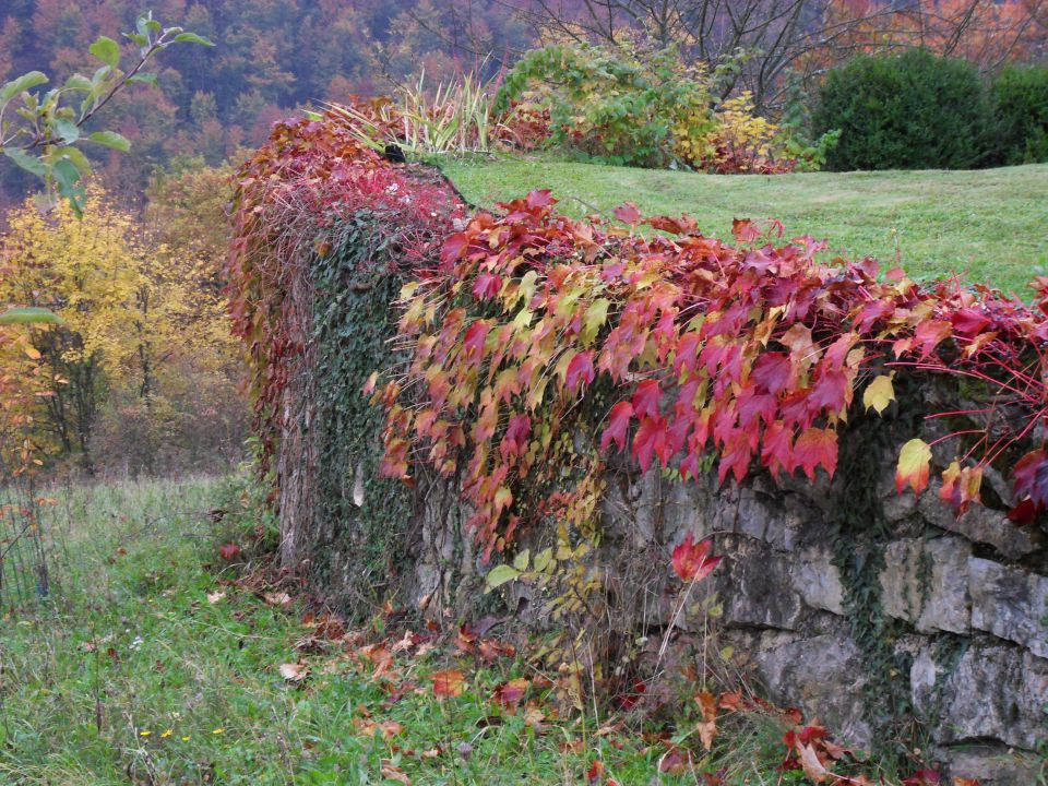 26. 10. 2015 - foto povečava