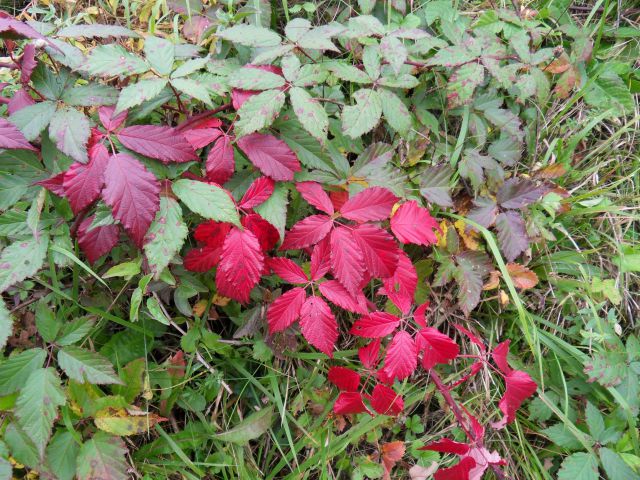 28. 10. 2015 - foto