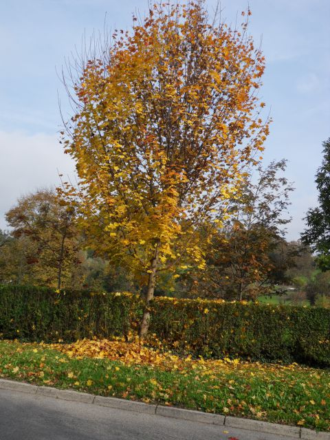 28. 10. 2015 - foto