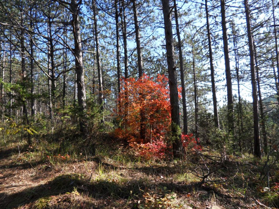 9. 11. 2015 - foto povečava