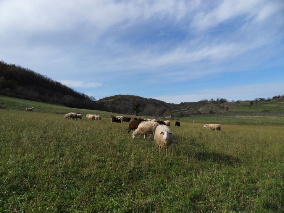 22. 11. 2015 - foto povečava