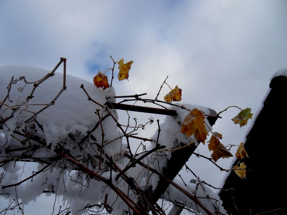 23. 11. 2015 - foto povečava